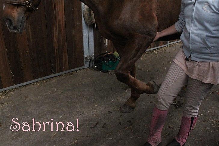 Anden særlig race Sabrina.. PASSER! R.I.P<3 - *Sabrina kan flotte tricks!* billede 6