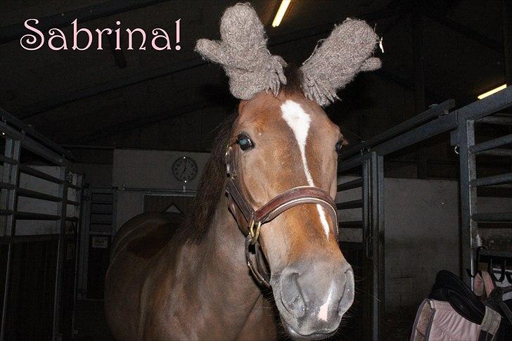 Anden særlig race Sabrina.. PASSER! R.I.P<3 - Sabrina/RENSDYR:P billede 8