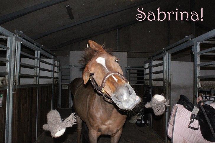 Anden særlig race Sabrina.. PASSER! R.I.P<3 - Sabrina vil IKKE være rensdyr! (: billede 9