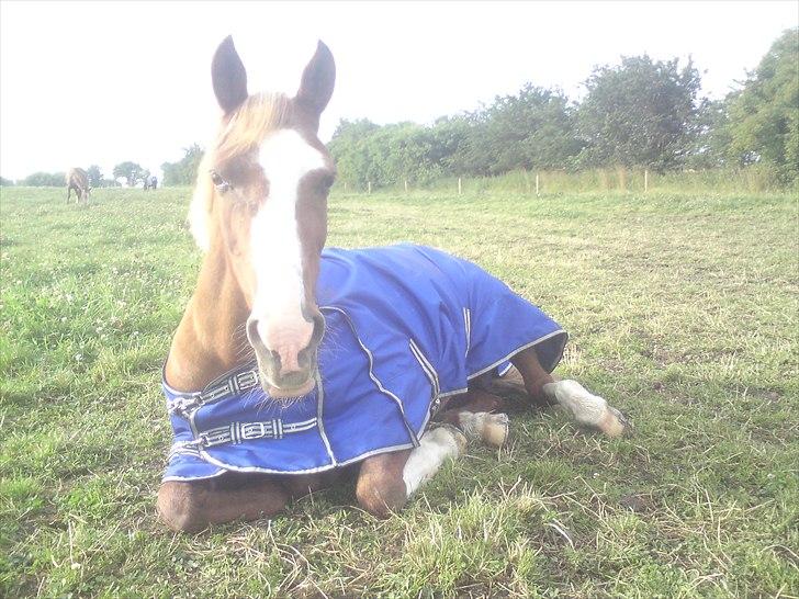 Anden særlig race Lima billede 6