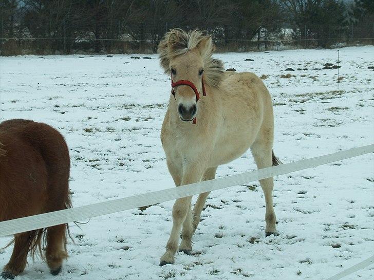 Fjordhest Oblings Belicimo billede 9