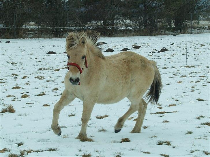 Fjordhest Oblings Belicimo billede 10