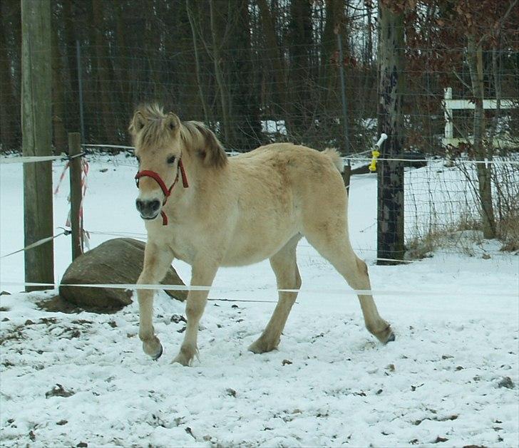Fjordhest Oblings Belicimo billede 13