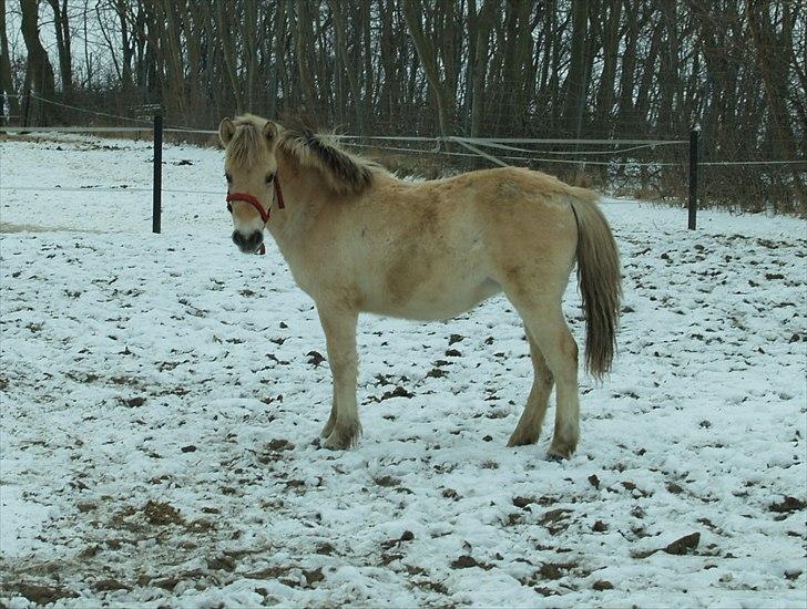 Fjordhest Oblings Belicimo billede 14