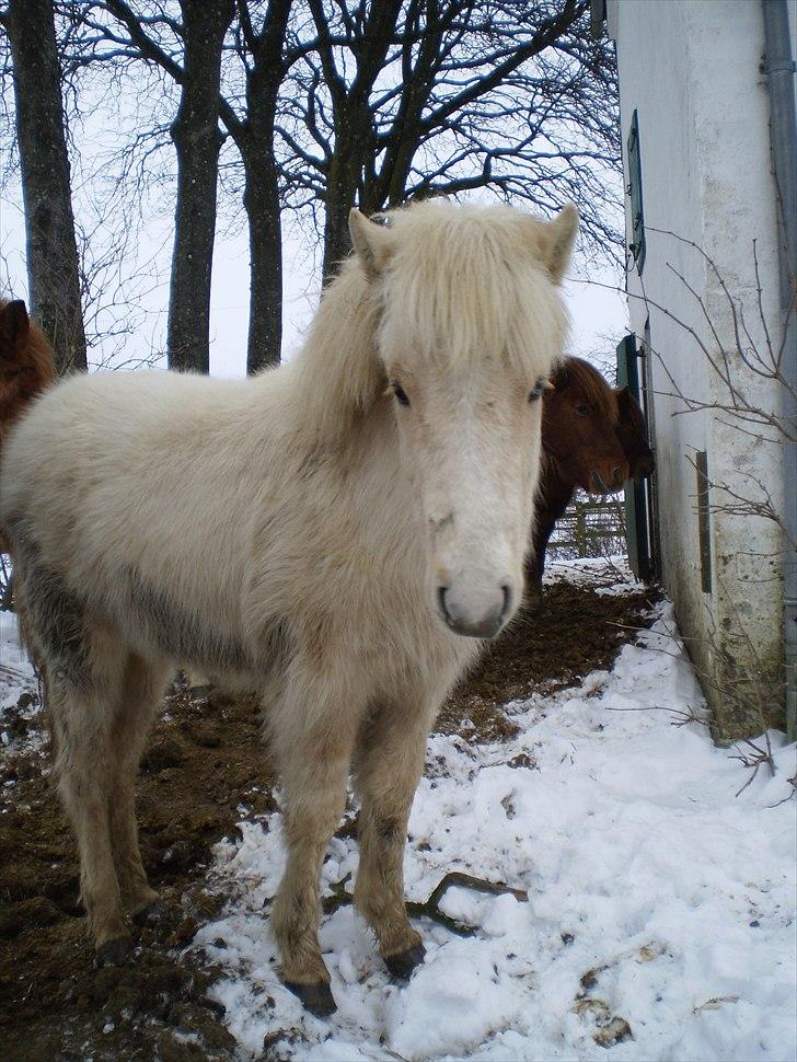 Islænder Bjørk fra Østrup - Vinter 2011 billede 4