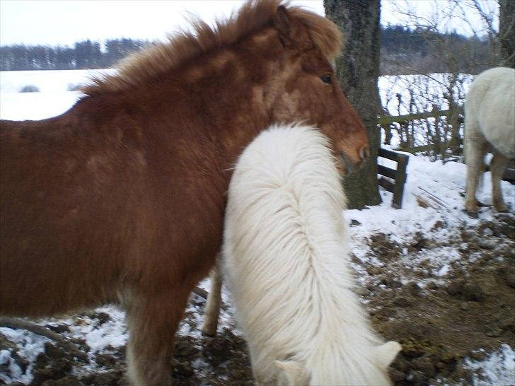 Islænder Bjørk fra Østrup - Bjørk og hendes kæreste Kyndill:D Der er 15 år i mellem dem:D billede 5