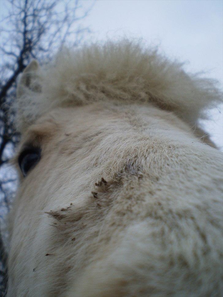 Islænder Bjørk fra Østrup - (2011) billede 9
