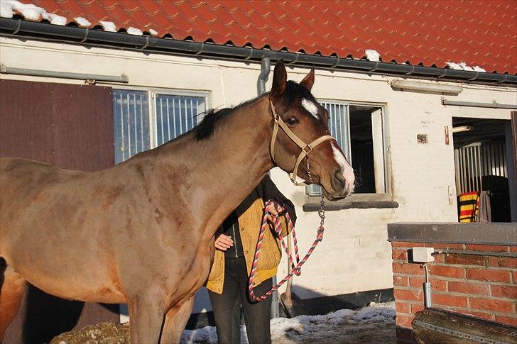 Dansk Varmblod Milli-Art - Himmelhest - Den dag startede vores eventyr billede 1