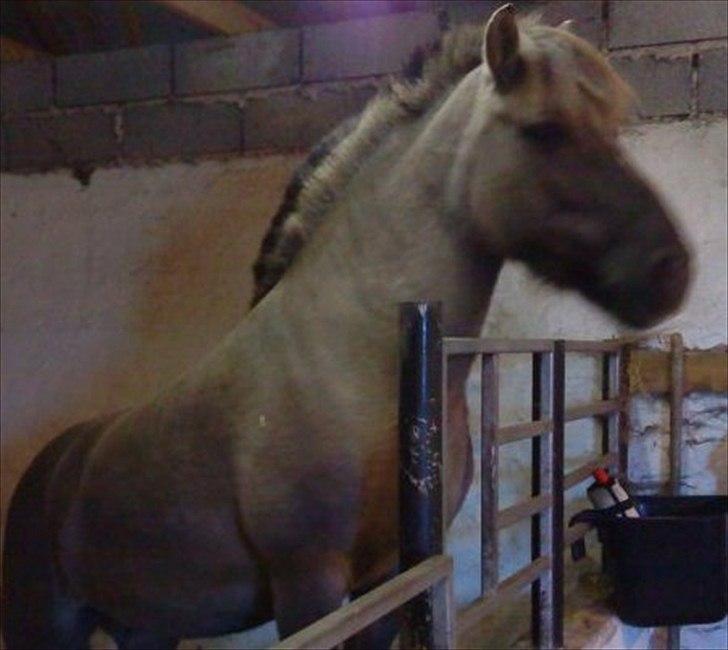 Anden særlig race Lola - du er skør og dejlig :´) tåre der aldrig tøres <3  billede 10