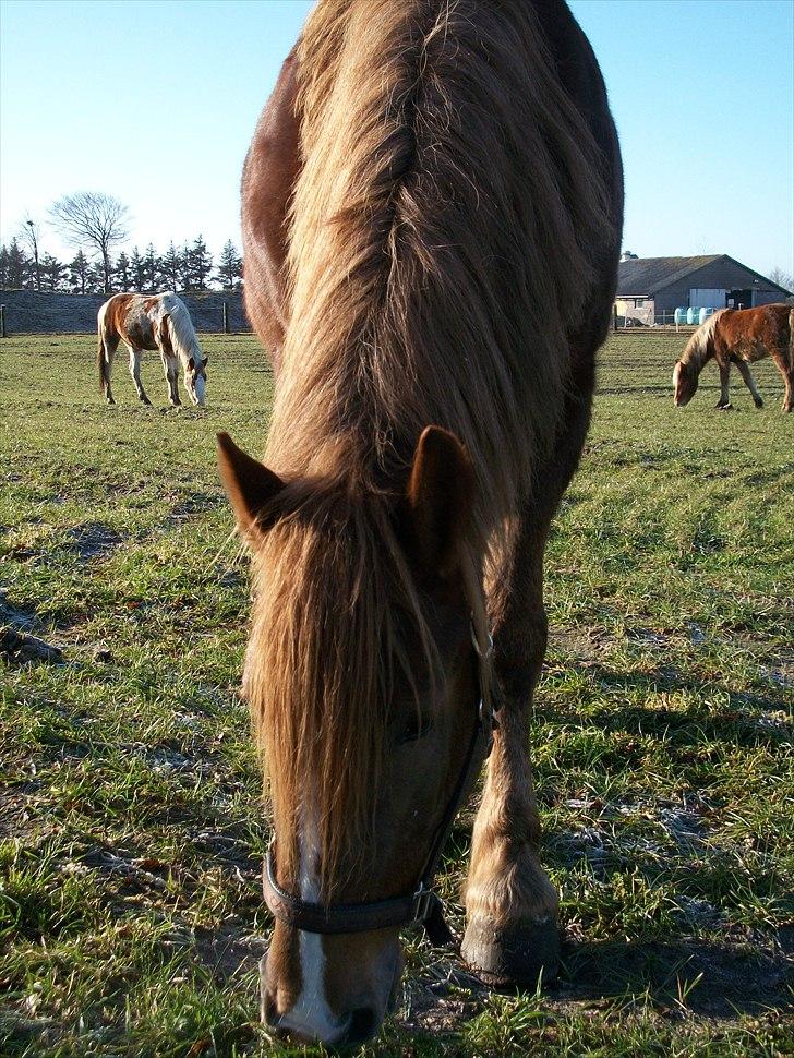 Anden særlig race Tilde (Tidl. hest) SOLGT - Tilde 10 år gl går og hygger sig på marken  billede 12