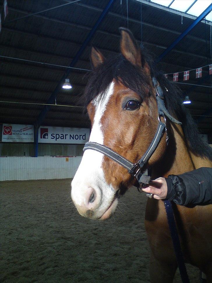 DSP Haahr's Fantasilie billede 1