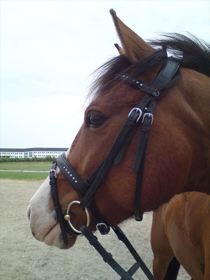 DSP Haahr's Fantasilie billede 2