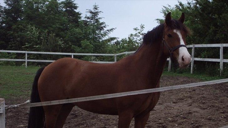 DSP Haahr's Fantasilie billede 3