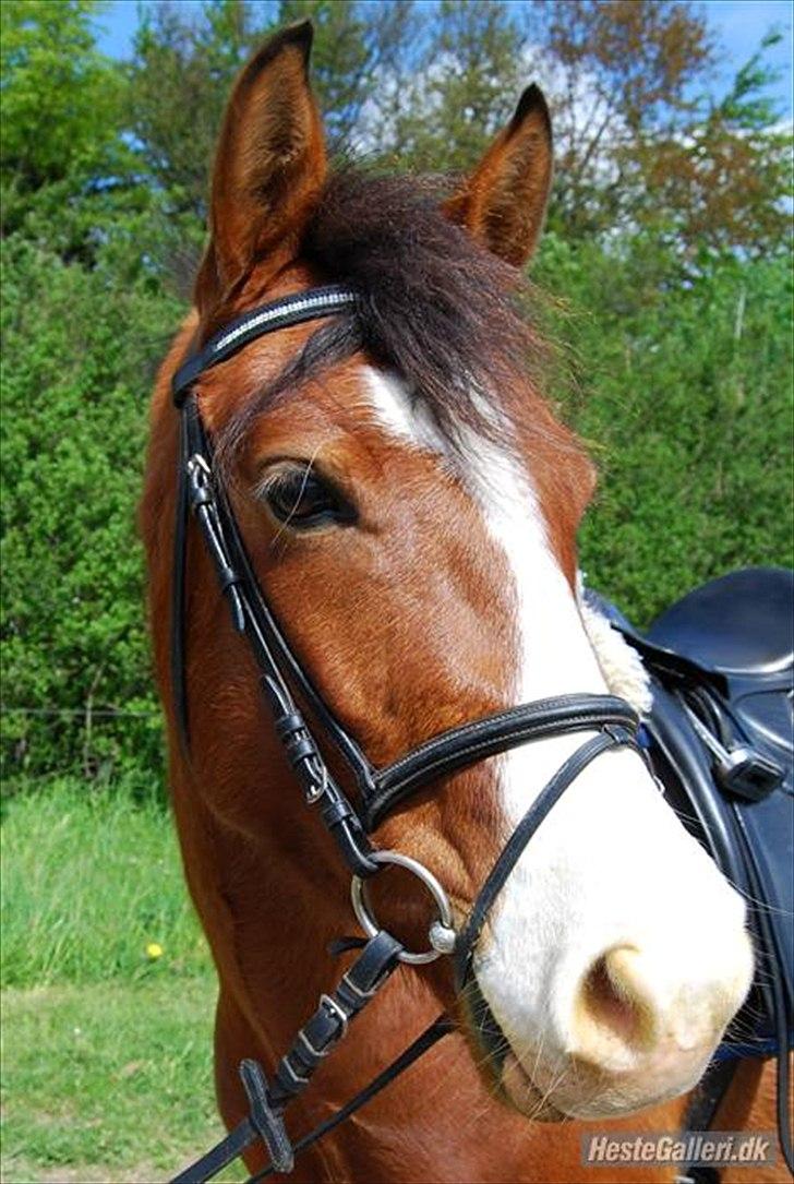 DSP Haahr's Fantasilie billede 5