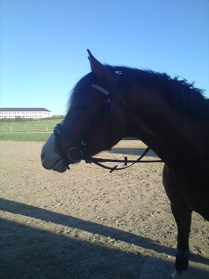 DSP Haahr's Fantasilie billede 6