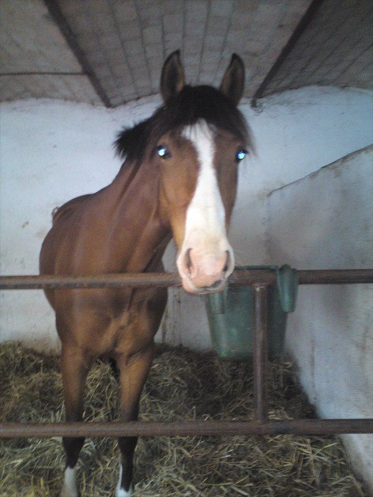 DSP Haahr's Fantasilie billede 7