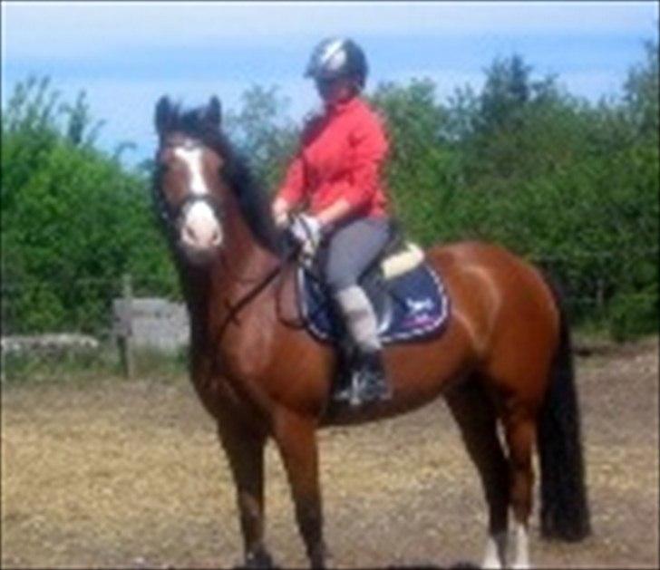 DSP Haahr's Fantasilie billede 8