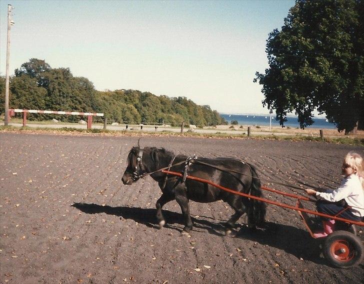 Shetlænder Willy   - willy i sine unge dage  billede 15