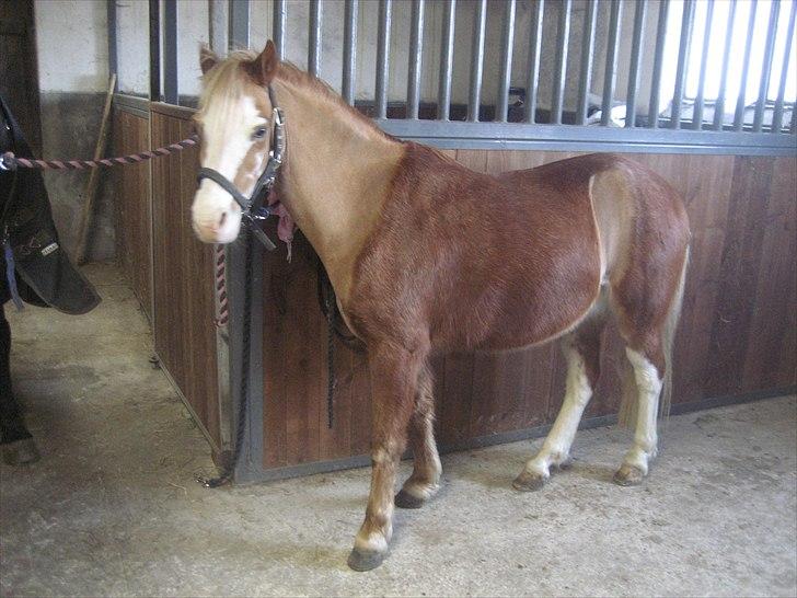 Welsh Mountain (sec A) fjordens snuske "Baloo" - baloo er lige blevet klippet billede 9