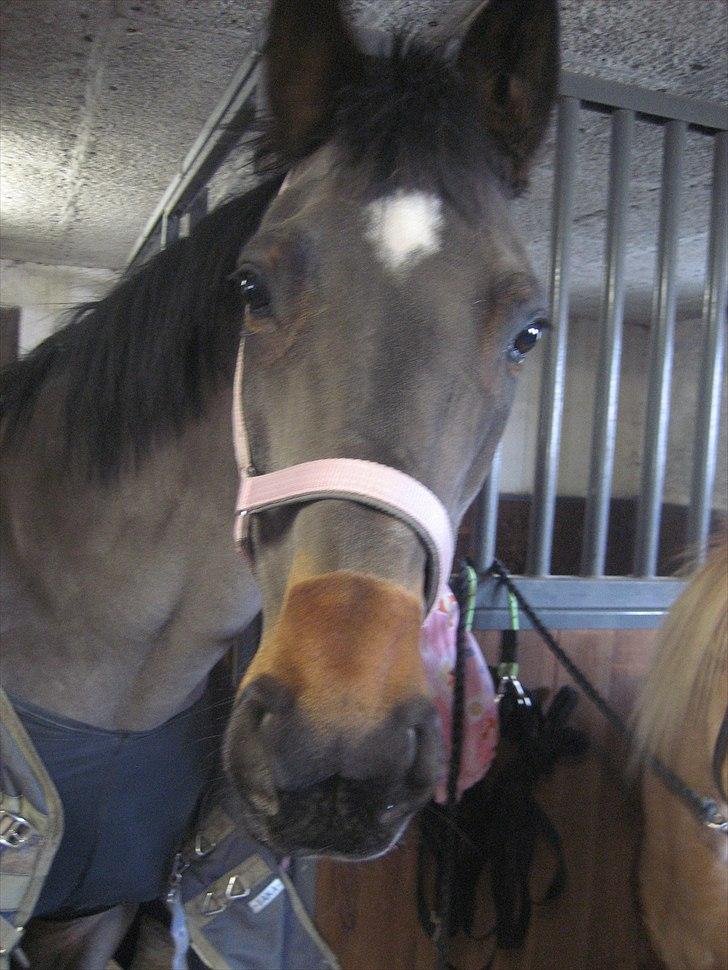 Dansk Varmblod Kiki "lynild" vogt - kiki er blevet klippet billede 14
