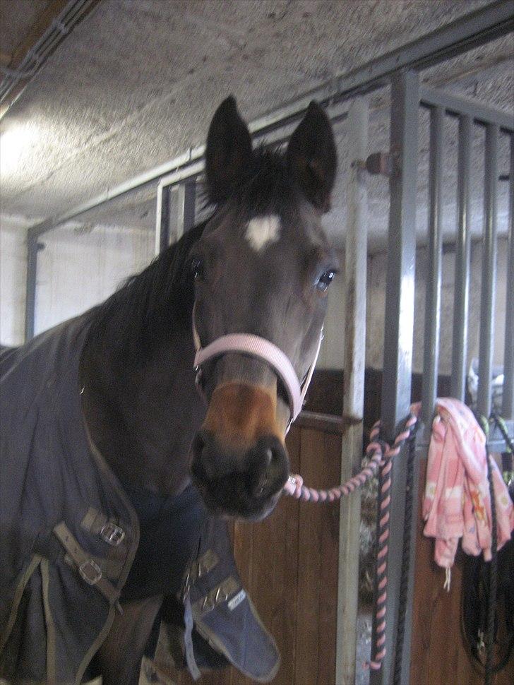 Dansk Varmblod Kiki "lynild" vogt billede 15