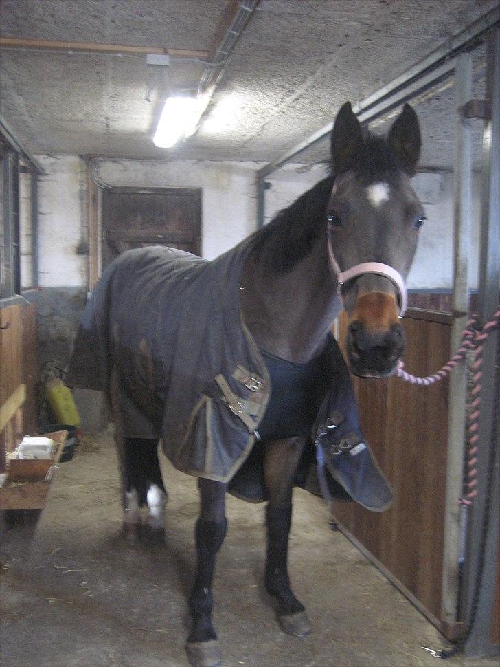 Dansk Varmblod Kiki "lynild" vogt billede 16