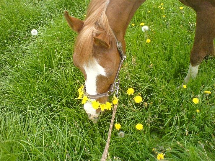 Anden særlig race Lima - lille Lima med mælkebøtte krans  billede 9