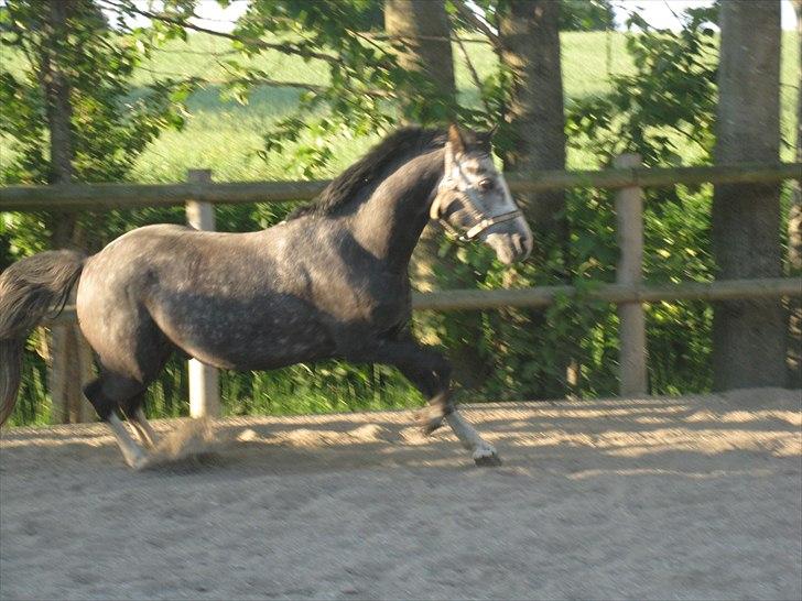 Welsh Cob (sec D) Filur billede 15