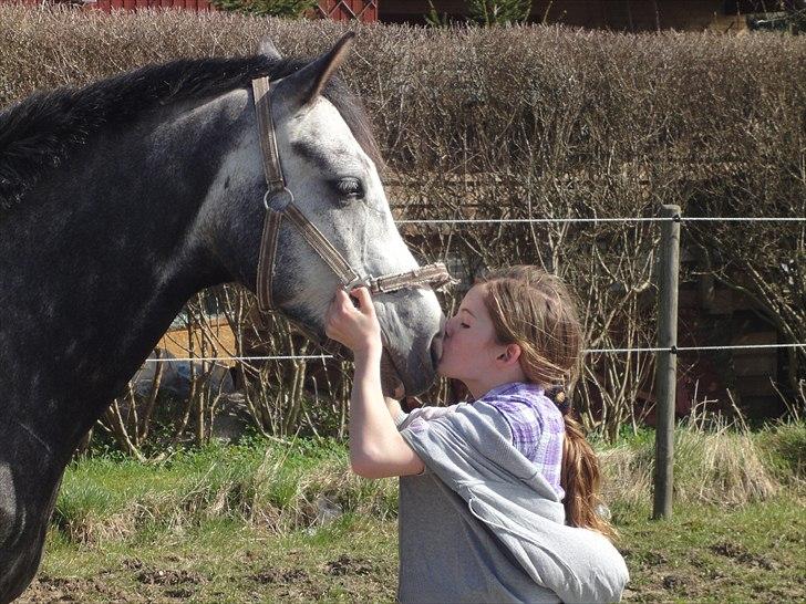 Welsh Cob (sec D) Filur billede 17