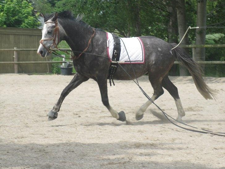 Welsh Cob (sec D) Filur billede 18