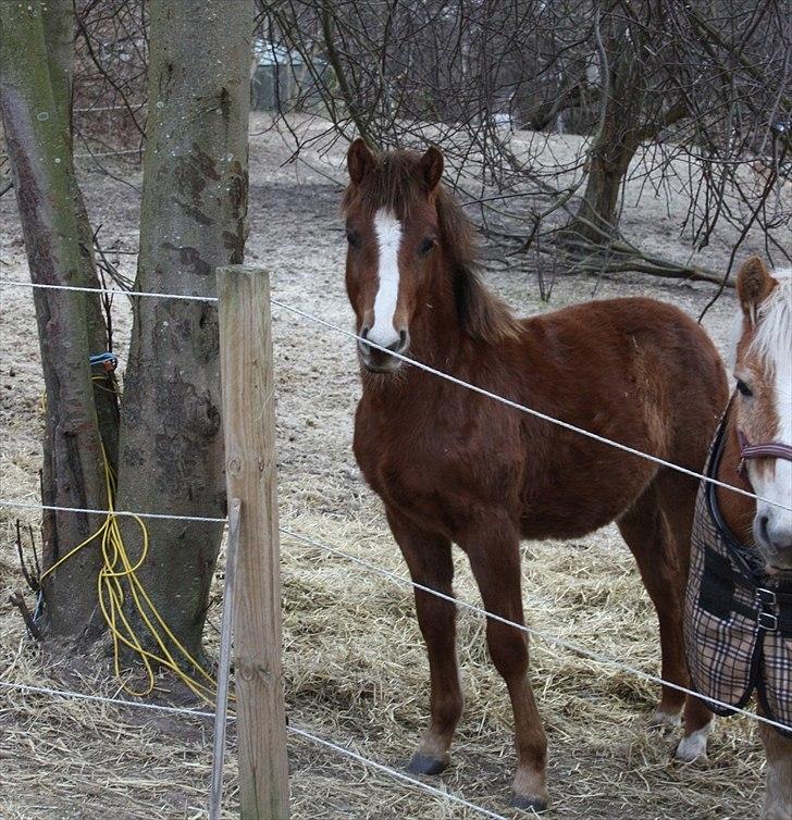 Anden særlig race Blue Balloo billede 16