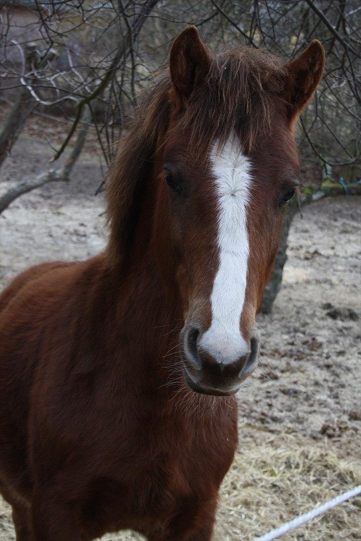 Anden særlig race Blue Balloo billede 17