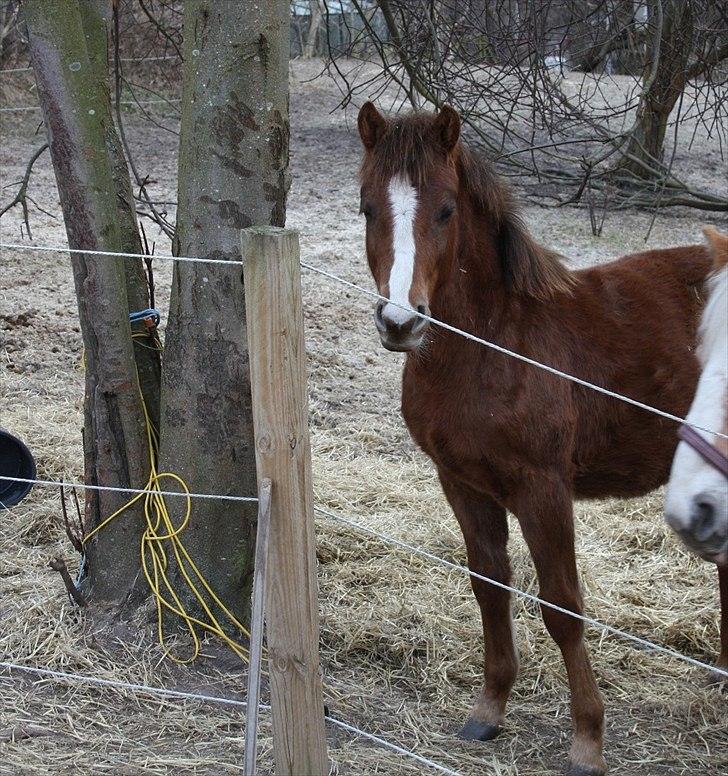 Anden særlig race Blue Balloo billede 18