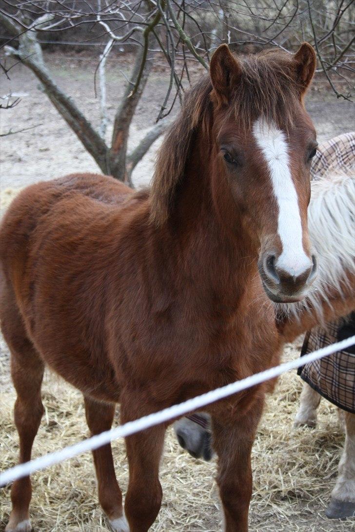 Anden særlig race Blue Balloo billede 19