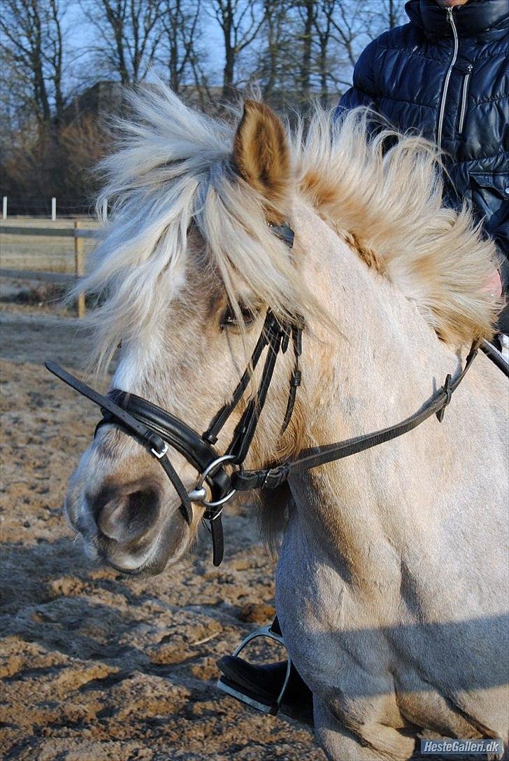 Anden særlig race cæcar - MSP FOTO billede 2