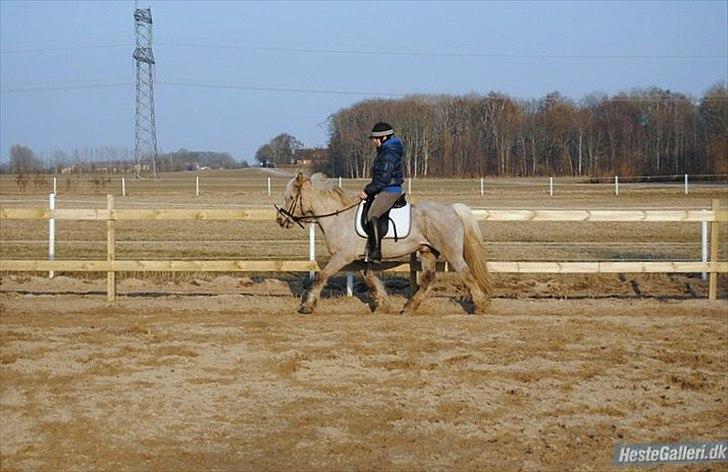 Anden særlig race cæcar - MSP FOTO billede 3