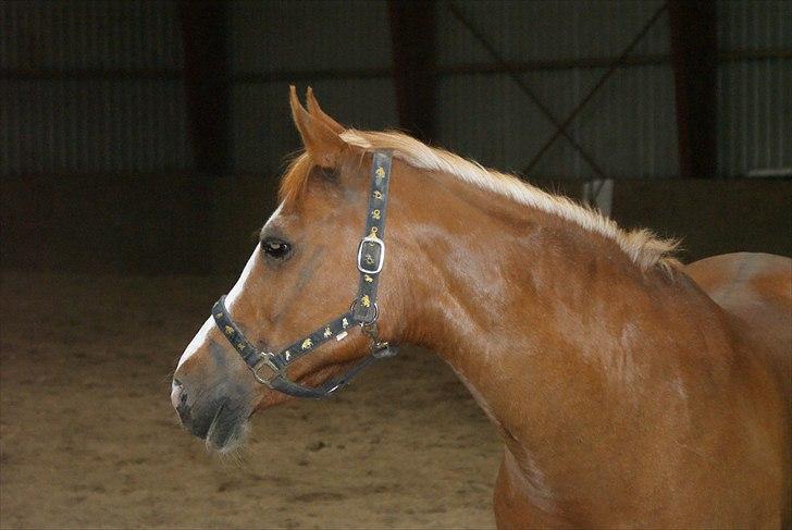 Anden særlig race Lima billede 12