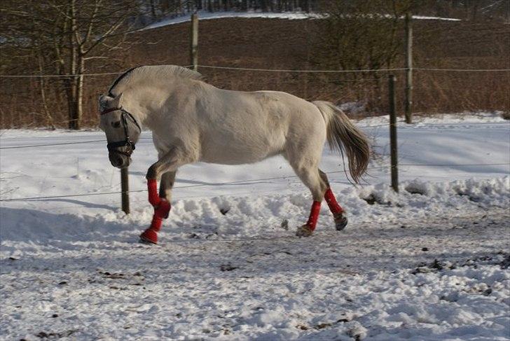 Fjordhest Møllebjergs Bambine billede 8