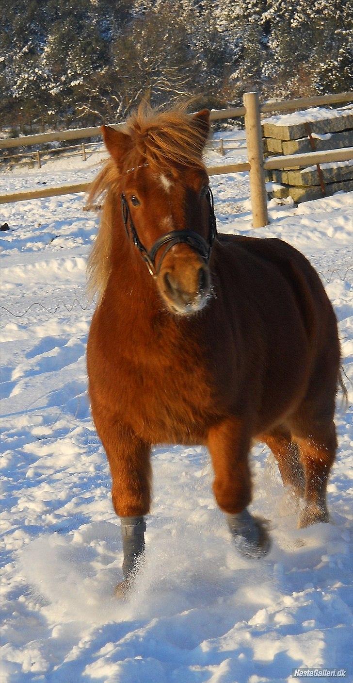 Anden særlig race Oscar SOLGT! - nr.2 billede 2