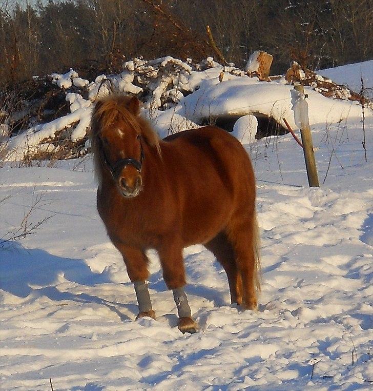 Anden særlig race Oscar SOLGT! - nr.3 billede 3