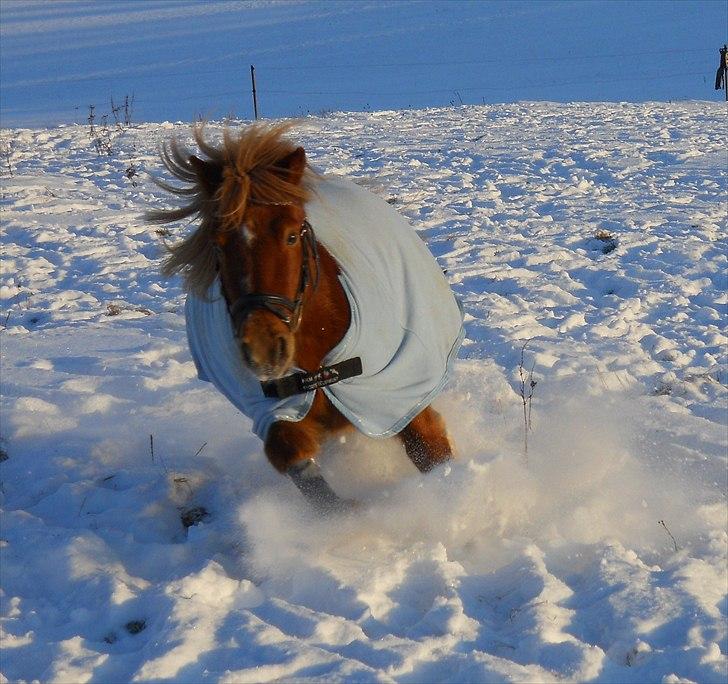Anden særlig race Oscar SOLGT! - nr.4 billede 4