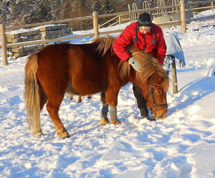 Anden særlig race Oscar SOLGT! - nr.6 billede 6