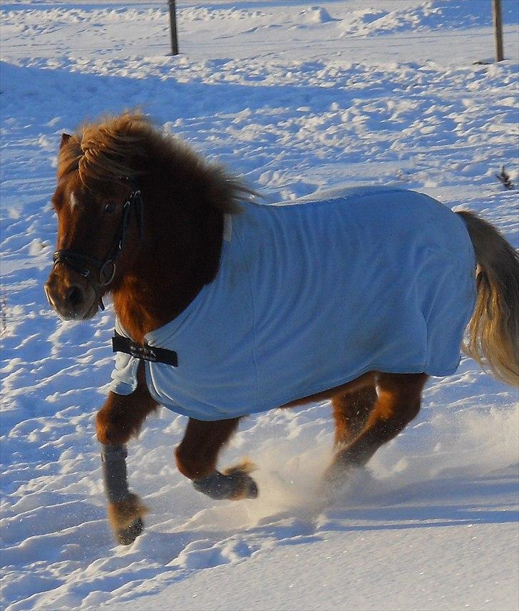 Anden særlig race Oscar SOLGT! - nr.7 billede 7