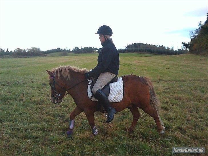 Anden særlig race Oscar SOLGT! - nr.8 billede 8