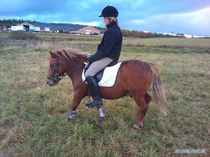 Anden særlig race Oscar SOLGT! - nr.9 billede 9