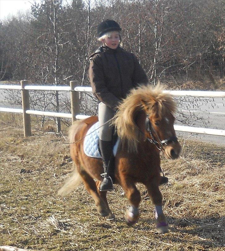 Anden særlig race Oscar SOLGT! - nr.10 Oscar og mig  galop:) billede 10