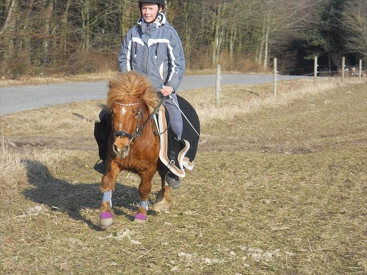 Anden særlig race Oscar SOLGT! - nr.11 billede 11