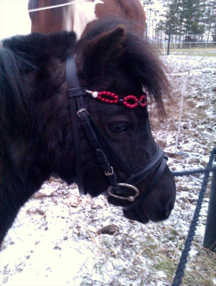 Dansk Miniature Pari Maluri (Silke) - Med nyt hjemmelavet pandebånd - en del af det nye outfit billede 20