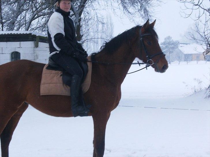 Dansk Varmblod CharmeTrold billede 2