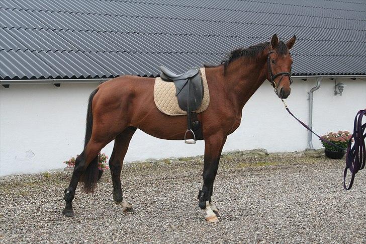 Dansk Varmblod CharmeTrold billede 3